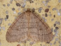 Operophtera brumata 28, Kleine wintervlinder, Saxifraga-Ab H Baas
