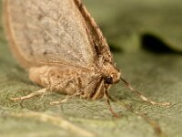 Operophtera brumata 35, Kleine wintervlinder, Saxifraga-Ab H Baas