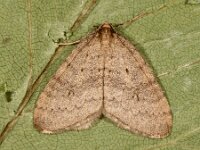 Operophtera brumata 36, Kleine wintervlinder, Saxifraga-Ab H Baas