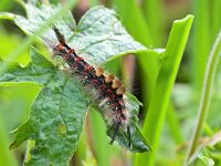 Orgyia antiqua 18, Witvlakvlinder, Saxifraga-Tom Heijnen