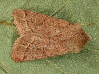 Orthosia cerasi 13, Tweestreepvoorjaarsuil, Saxifraga-Ab H Baas