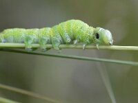 Orthosia cerasi 15, Tweestreepvoorjaarsuil, Saxifraga-Tom Heijnen
