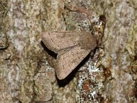 Orthosia cerasi 16, Tweestreepvoorjaarsuil, Saxifraga-Joep Steur