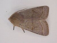 Orthosia cerasi 8, Tweestreepvoorjaarsuil, Saxifraga-Peter Meininger