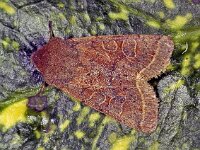 209_14, Orthosia gracilis : Tweestreepvoorjaarsuil, Orthosia cerasi, Common Quaker