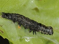 Orthosia cruda 2, Kleine voorjaarsuil, Saxifraga-Ab H Baas