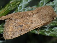 Orthosia spec 03 #42139 : Orthosia cruda, kleine voorjaarsuil, Small quaker