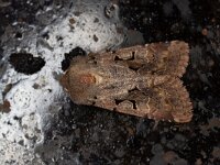 Orthosia gothica 12, Nunvlinder, Saxifraga-Luc Hoogenstein