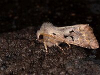 Orthosia gothica 13, Nunvlinder, Saxifraga-Luc Hoogenstein