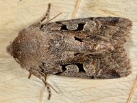 Orthosia gothica 5, Nunvlinder, Saxifraga-Ab H Baas