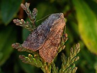 Orthosia incerta 2, Variabele voorjaarsuil , Saxifraga-Ab H Baas
