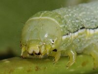 Orthosia incerta 3, Variabele voorjaarsuil, Saxifraga-Ab H Baas