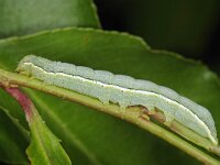 Orthosia incerta 4, Variabele voorjaarsuil, Saxifraga-Ab H Baas
