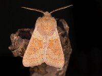 Orthosia miniosa 2, Eikenvoorjaarsuil, Saxifraga-Luc Hoogenstein : Lunetten, Voorjaarsuil