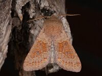 Orthosia miniosa 4, Eikenvoorjaarsuil, Saxifraga-Luc Hoogenstein : Lunetten, Voorjaarsuil