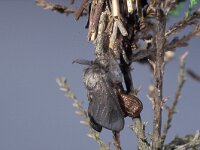 Pachythelia villosella 1, ex pupa, Saxifraga-Frits Bink