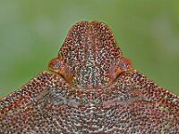 Palomena prasina