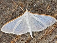 Palpita vitrealis