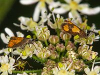 Pammene aurana 8, Oranje dwergbladroller, Saxifraga-Ab H Baas