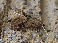 Parapoynx stratiotata 1, Krabbenscheermot, Saxifraga-Ab H Baas