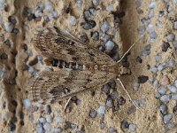 Parapoynx stratiotata 2, Krabbenscheermot, Saxifraga-Ab H Baas