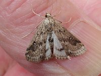 Parapoynx stratiotata 3, Krabbenscheermot, Saxifraga-Ab H Baas