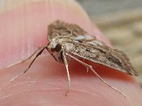 Parapoynx stratiotata 4, Krabbenscheermot, Saxifraga-Ab H Baas