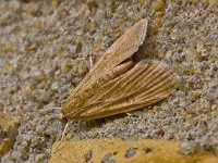 Parapoynx stratiotata 5, Krabbenscheermot, Saxifraga-Ab H Baas