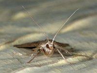 Parapoynx stratiotata 6, Krabbenscheermot, Saxifraga-Ab H Baas