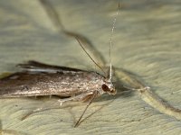 Parapoynx stratiotata 7, Krabbenscheermot, Saxifraga-Ab H Baas