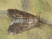 Parapoynx stratiotata 8, Krabbenscheermot, Saxifraga-Ab H Baas