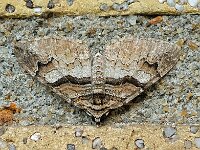 Pareulype berberata