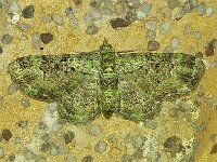 Pasiphila rectangulata