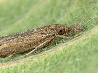 Pediasia contaminella