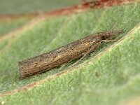 Pediasia contaminella 2, Oranjebruine grasmot, Saxifraga-Ab H Baas