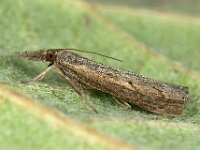 Pediasia contaminella 3, Oranjebruine grasmot, Saxifraga-Ab H Baas