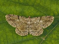 Peribatodes rhomboidaria 14, Taxusspikkelspanner, Saxifraga-Zoran-Bozovic