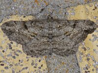 Peribatodes rhomboidaria #07465 : Peribatodes rhomboidaria, Taxusspikkelspanner