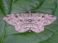 Peribatodes rhomboidaria 8, Taxusspikkelspanner, Saxifraga-Peter Meininger