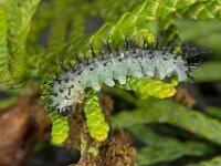 Periclista sp