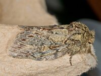 Peridea anceps 11, Eikentandvlinder, Saxifraga-Ab H Baas