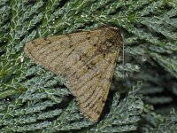 Phigalia pilosaria #41588 : Pale Brindled Beauty, Perentak, Phigalia pilosaria