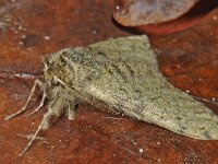 Phigalia pilosaria 02 #46072 : Pale Brindled Beauty, Perentak, Phigalia pilosaria