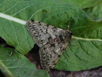 Phigalia pilosaria 17, Perentak , Saxifraga-Kars Veling