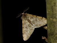 Phigalia pilosaria 19,  male, Perentak, Saxifraga-Joep Steur