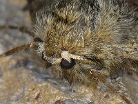 Phigalia pilosaria 01 #10986 : Phigalia pilosaria, Perentak