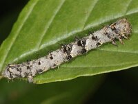 Phigalia pilosaria 8, Perentak, Saxifraga-Ab H Baas