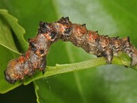 Phigalia pilosaria 9, Perentak, Saxifraga-Ab H Baas