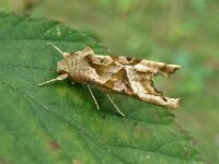 Phlogophora meticulosa 17, Agaatvlinder, Saxifraga-Ab H Baas