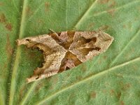 Phlogophora meticulosa 19, Agaatvlinder, Saxifraga-Ab H Baas